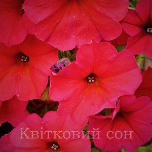Petchoa Red Maple2_300x300